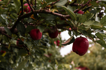 Apple Hanging in Apple Orchard