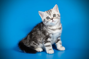 Scottish straight shorthair cat on colored backgrounds