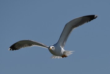 mouette