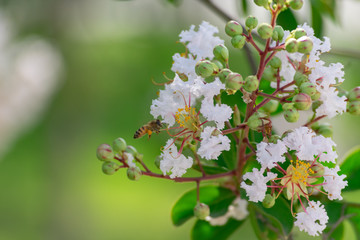 bee landing on white flowers