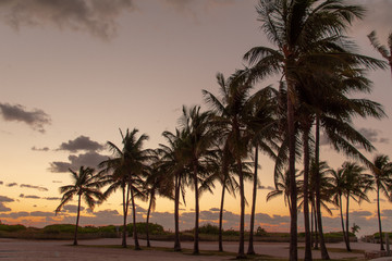 Obraz na płótnie Canvas tropical palm trees at sunrise or sunset