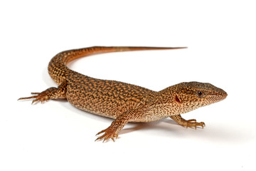 Fototapeta premium Zwergwaran (Varanus primordius) - Monitor krasnoludów