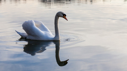 Fototapeta premium Cygne