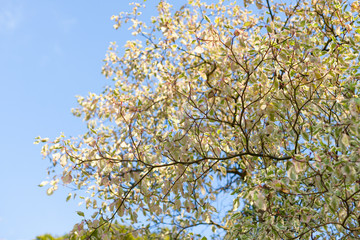 Arbre automne