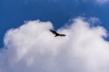 Bird flying on a cloudy sky and observing the ground in Canada