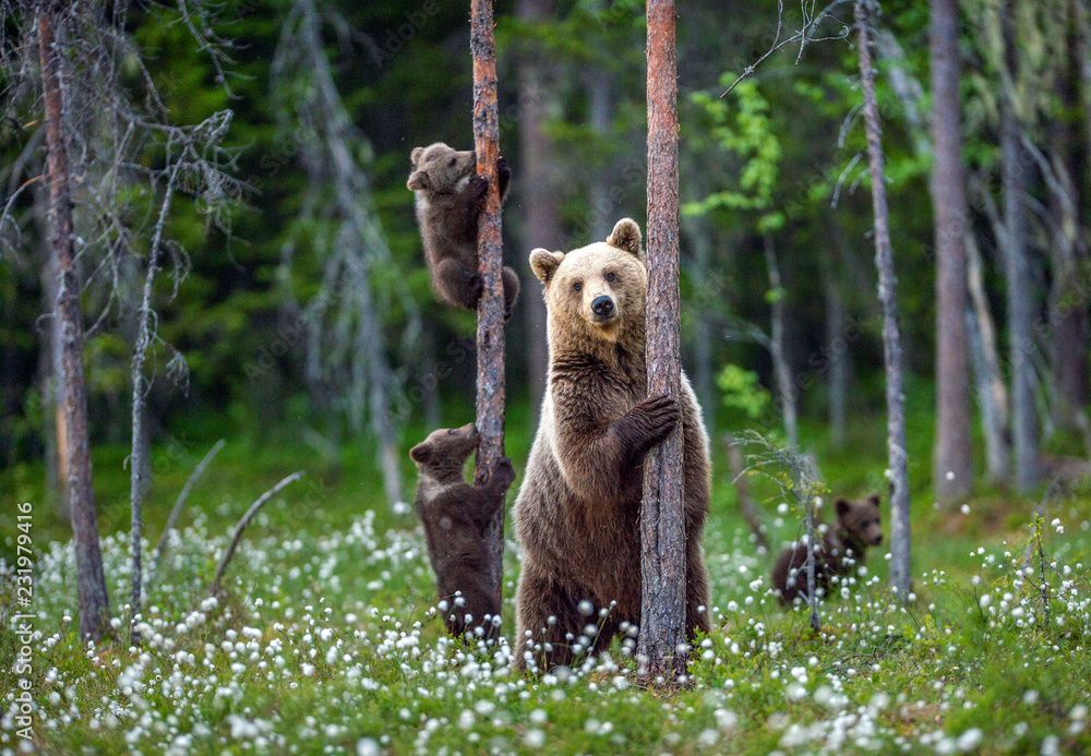 Wall mural she-bear and cubs. brown bear cubs climbs a tree. natural habitat. in summer forest. sceintific name