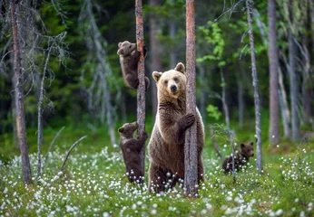  Beer en welpen. Bruine berenwelpen klimmen in een boom. Natuurlijke leefomgeving. In het zomerbos. Wetenschappelijke naam: Ursus arctos. © Uryadnikov Sergey