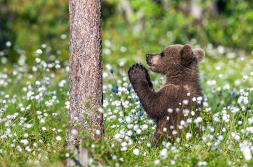 Praying brown bear cub in the summer forest among white flowers. Scientific name: Ursus arctos. Natural Green Background. Natural habitat.