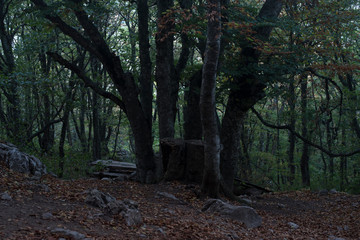 Obraz premium a large green decaying tree in a depressing autumn forest with moss old table and benches, green trees, foliage and large stones