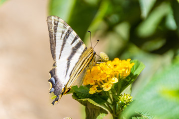 Scarce swallowtail eating yellow flower