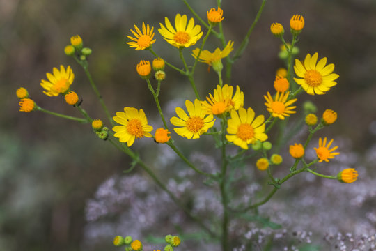 Senecio inaequidens, narrow-leaved ragwort, South African ragwort yellow small flowers on field in summer