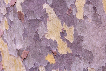 Texture of sycamore bark