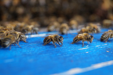 Bienen