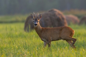 Roebuck - buck (Capreolus capreolus) Roe deer - goat