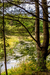 Swamp in Kingston Canada