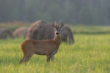 Roebuck - buck (Capreolus capreolus) Roe deer - goat