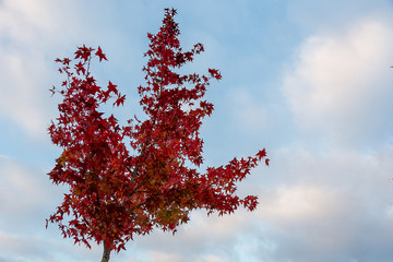 Tree With Red Leaves Under a Pale Blue Sky
