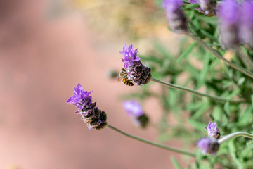 Bee on lavender