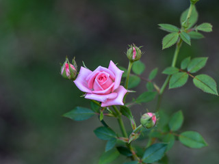 Blooming Roses