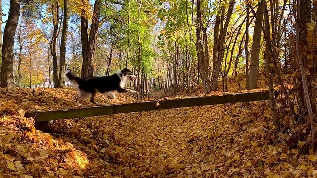 Slow motion - Dog runs across the bridge in the autumn park. Beautiful Australian shepherd puppy 10 months old, enjoy playing in forest an autumn sunny day. High speed camera - shot at 240fps.