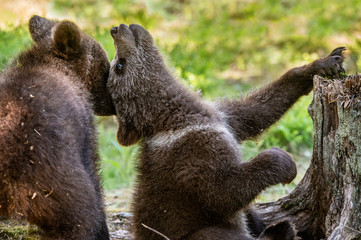 Brown Bear Cubs playfully fighting, Scientific name: Ursus Arctos Arctos. Summer green forest background. Natural habitat.