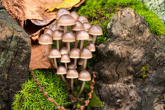 Small mushrooms growing on old trunk covered with moss. Mycena haematopus, commonly known as the bleeding fairy helmet, the burgundydrop bonnet, or the bleeding Mycena.