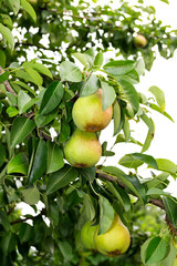 Rustic orchard. Green branch with organic pears in summer. Healthy food