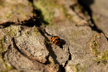 Ladybug background.