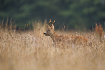 Roebuck - buck (Capreolus capreolus) Roe deer - goat