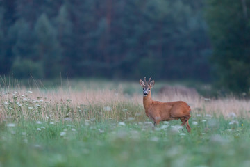 Roebuck - buck (Capreolus capreolus) Roe deer - goat