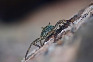 crabe macro