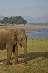 Fototapeta premium elephant