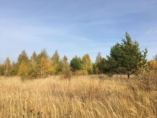 landscape with trees and blue sky