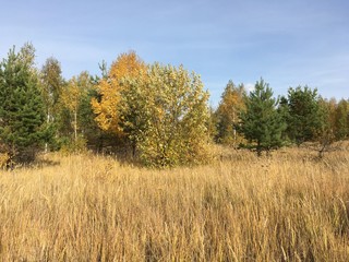 autumn landscape with trees and blue sky