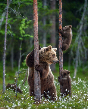 She-bear and cubs. Brown bear cubs climbs a tree. Natural habitat. In Summer forest. Sceintific name: Ursus arctos.