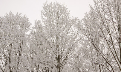 Snow trees