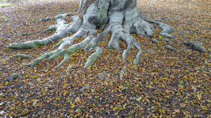Strong beech tree roots