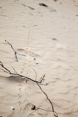 beach foot marks
