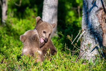Brown Bear Cubs playfully fighting, Scientific name: Ursus Arctos Arctos. Summer green forest background. Natural habitat.