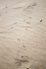 beach foot marks