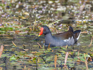 Common Moorhen or Eurasian Moorhen Swimming 