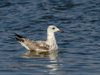 Juvenile Yellow-legged Gull Swimming