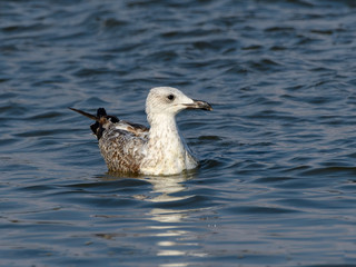 Juvenile Yellow-legged Gull Swimming