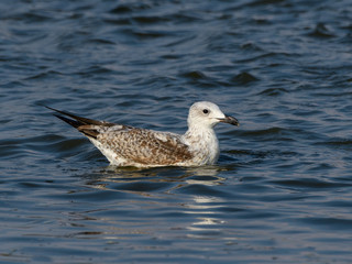 Juvenile Yellow-legged Gull Swimming