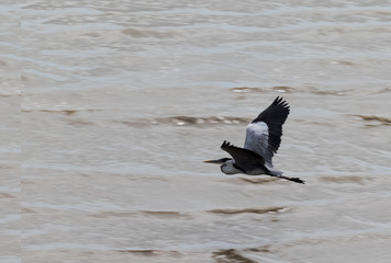 heron flying low, close to the sea