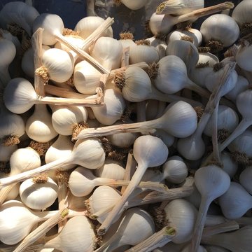 Close-up of fresh garlic bulbs drying in the sunlight