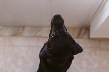 beautiful black labrador dog sitting and looking away by the window searching or waiting for his...