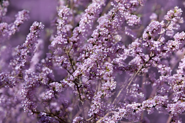 Dwarf Lilac