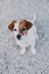 portrait outdoors of a cute small dog sitting on the floor and looking at the camera. pets outdoors