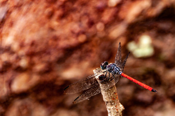Dragonfly in Cambodia